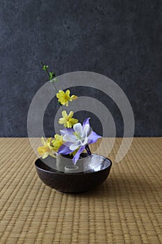 Columbine,Japanese jasmine and Daffodil arranged in a bowl in Japanese-style room