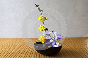 Columbine,Japanese jasmine and Daffodil arranged in a bowl in Japanese-style room