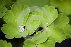 Columbine Leaves with a Raindrop
