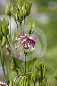 Columbine Nora Barlow