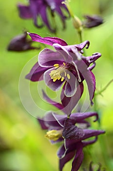 Columbine purple flower shade perennial of Springtime