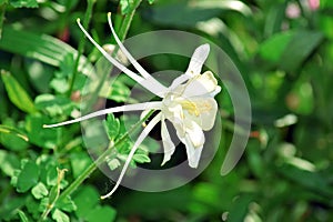 Columbine White Flower Gardening Stock Photo