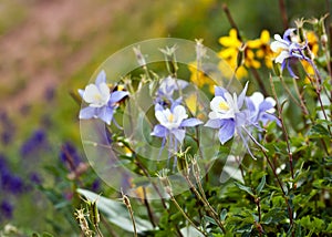 Columbine Wildflowers Colorado State Flower photo