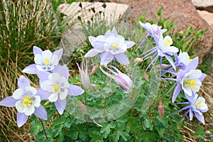 Columbines