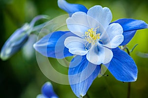 Columbines