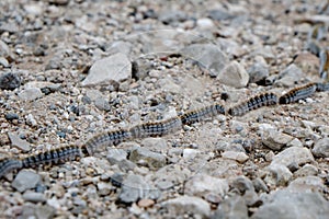column of pine processionary caterpillars photo