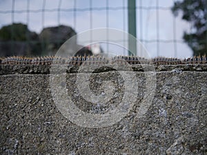 column of pine processionary caterpillars on wall. close up of L