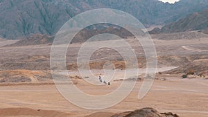 Column of a Quad Bike Rides through the Desert in Egypt on backdrop of Mountains. Driving ATVs.