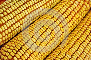 Column of raw corn cob