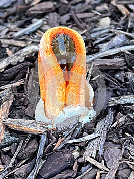 Column Stinkhorn Fungus (Clathrus Columnatus)