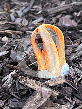 Column Stinkhorn Fungus (Clathrus Columnatus)