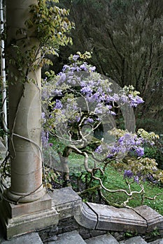 Column with vines