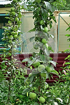 The columnar apple is natural clone of an apple tree that has no side branches