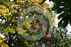 Columnar apple tree, Malus domestica Ballerina \'Braeburn\', with fruits grows in autumn. Berlin, Germany