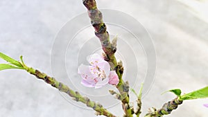 Columnar Apple Tree with pink bud , gray background.