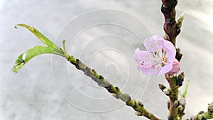 Columnar Apple Tree with pink bud, grey background.