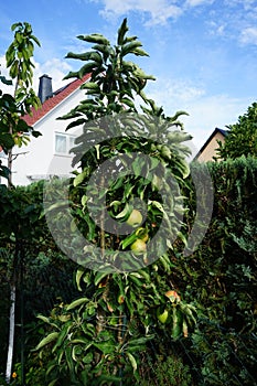 Columnar or ballerina apple tree Malus domestica \'Waltz\' with unripe fruits grows in August. Berlin, Germany