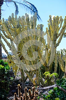 Columnar cacti close-up Columnar cacti in a garden close-up