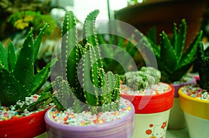 Columnar cactus succulents