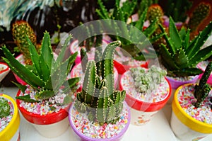 Columnar cactus succulents