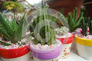 Columnar cactus succulents