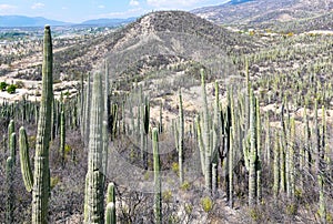 Columnar Cactus, Tehuacan Cuicatlan Biosphere, Mexico