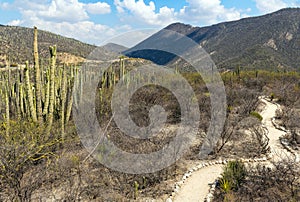 Columnar Cactus, Tehuacan Cuicatlan Biosphere Reserve, Mexico