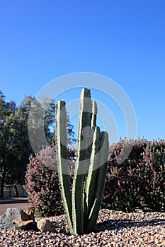 Cluster of Columnar Cacti in Arizona Desert Style Xerscaping photo