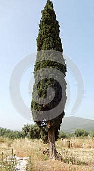 Columnar Cypress tree photo