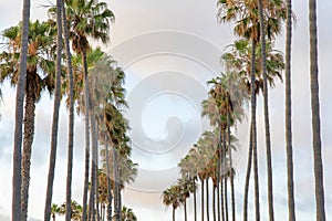 Columnar palmetto palm trees at La Jolla in California