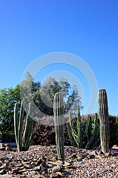 Columnar Saguaro and Cereus Cacti in Arizona Desert Style Xerscaping photo