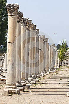 Columns in the ancient greek and later roman city of Ephesus Turkey