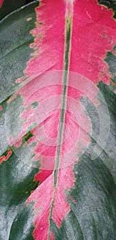 Colure on the leaf plant