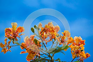 Colurful flowers and green leaves wiht blue sky background.