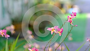 Colurful orchids with bokeh background of nature