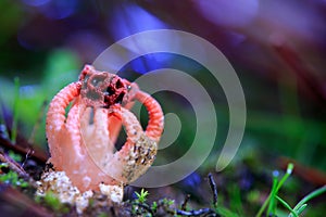 mushroom Colus hirudinosus