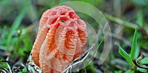 Colus hirudinosus, stinkhorn fungus, rare basidiomycete mushroom