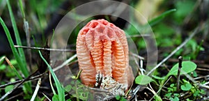 Colus hirudinosus, stinkhorn fungus, rare basidiomycete mushroom
