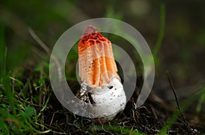 Colus hirudinosus with volva, stinkhorn fungus, rare basidiomycete mushroom photo