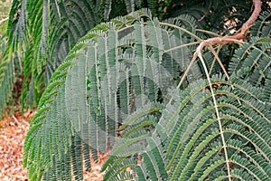 Colville`s glory, colvillea racemosa