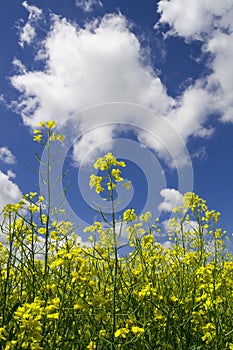 Colza blossom photo