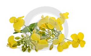 Colza Brassica napus