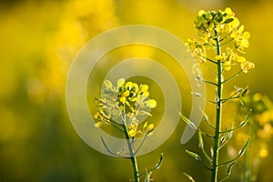 Colza (Brassica rapa) photo