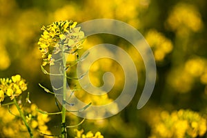 Colza (Brassica rapa) photo