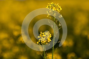 Colza (Brassica rapa) photo