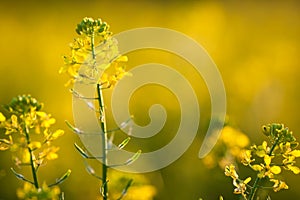 Colza (Brassica rapa) photo