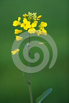 Colza (Brassica rapa) photo