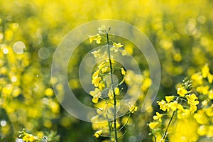 Colza (Brassica rapa) photo