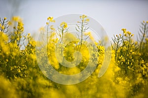 Colza (Brassica rapa) photo