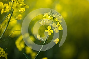 Colza (Brassica rapa) photo